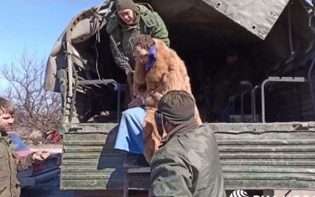 Видео: Леворадикалы из террбата “Азов” пытаются покинуть освобождаемый Мариуполь в женской одежде