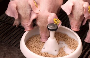 «Цены на мясо будут космическими»: СМИ о новых потрясениях мирового рынка